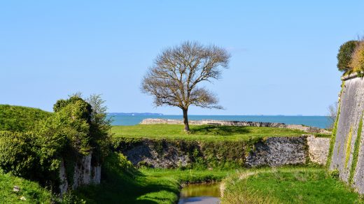 Arbre devant la mer